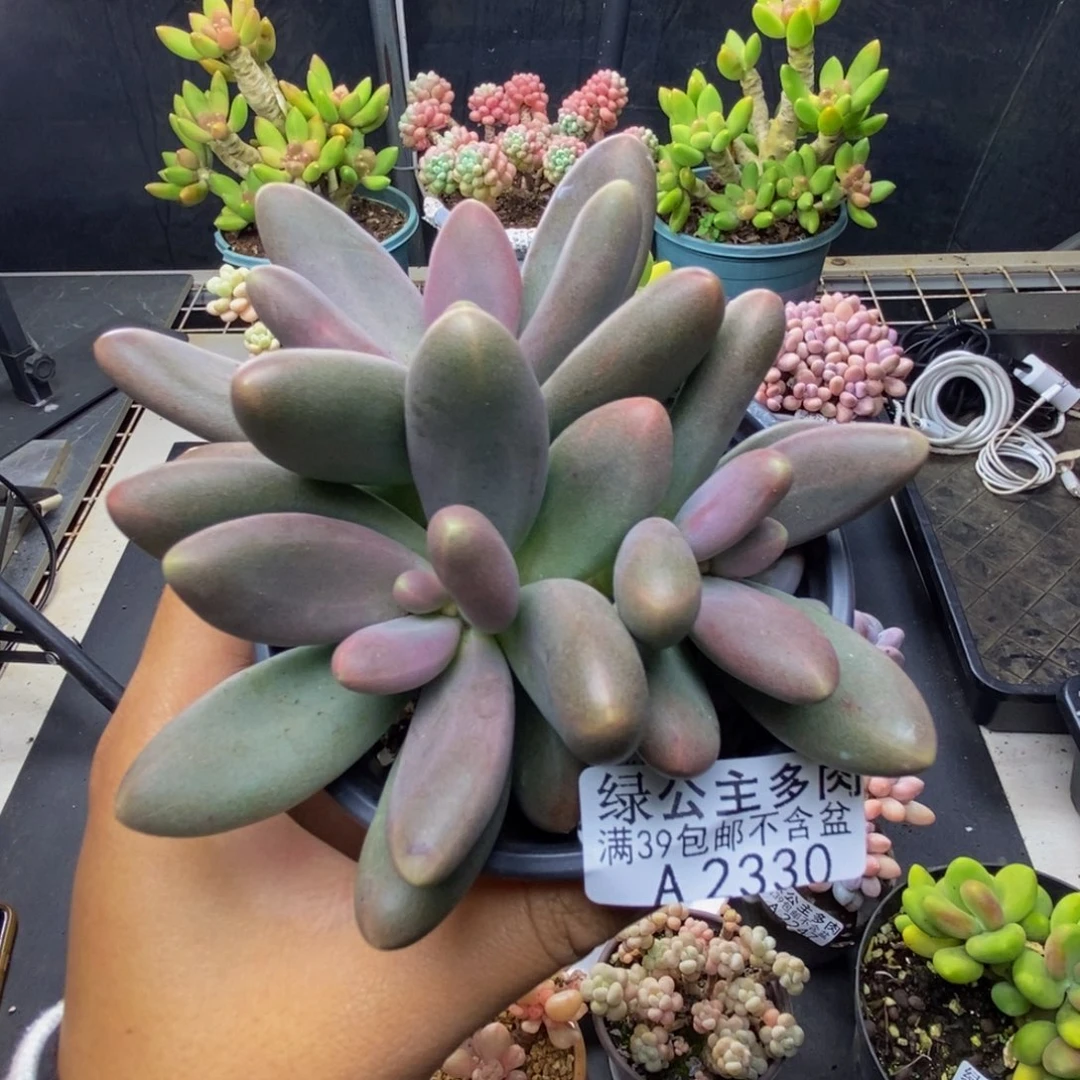 330糖果美人多肉8c m