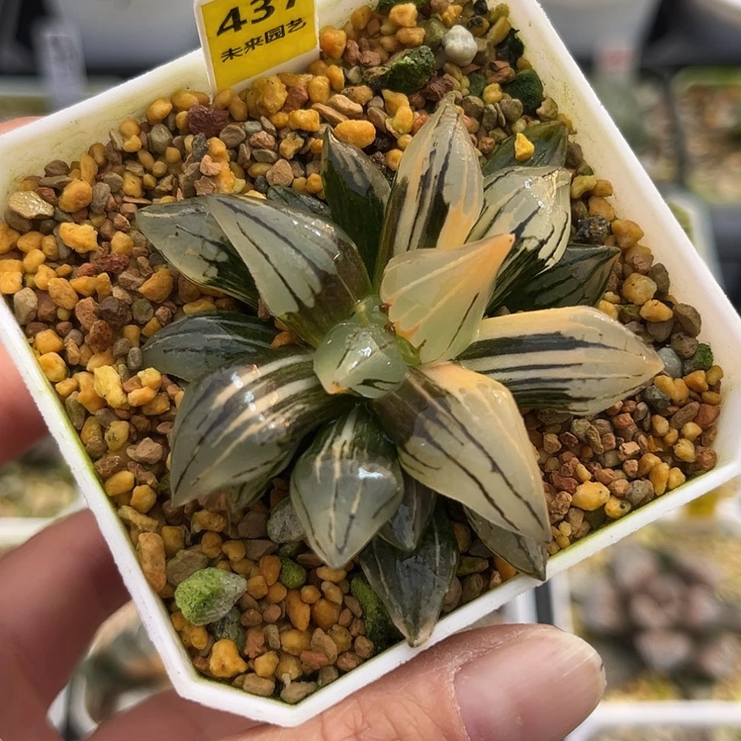 437西瓜寿锦福利福利福利