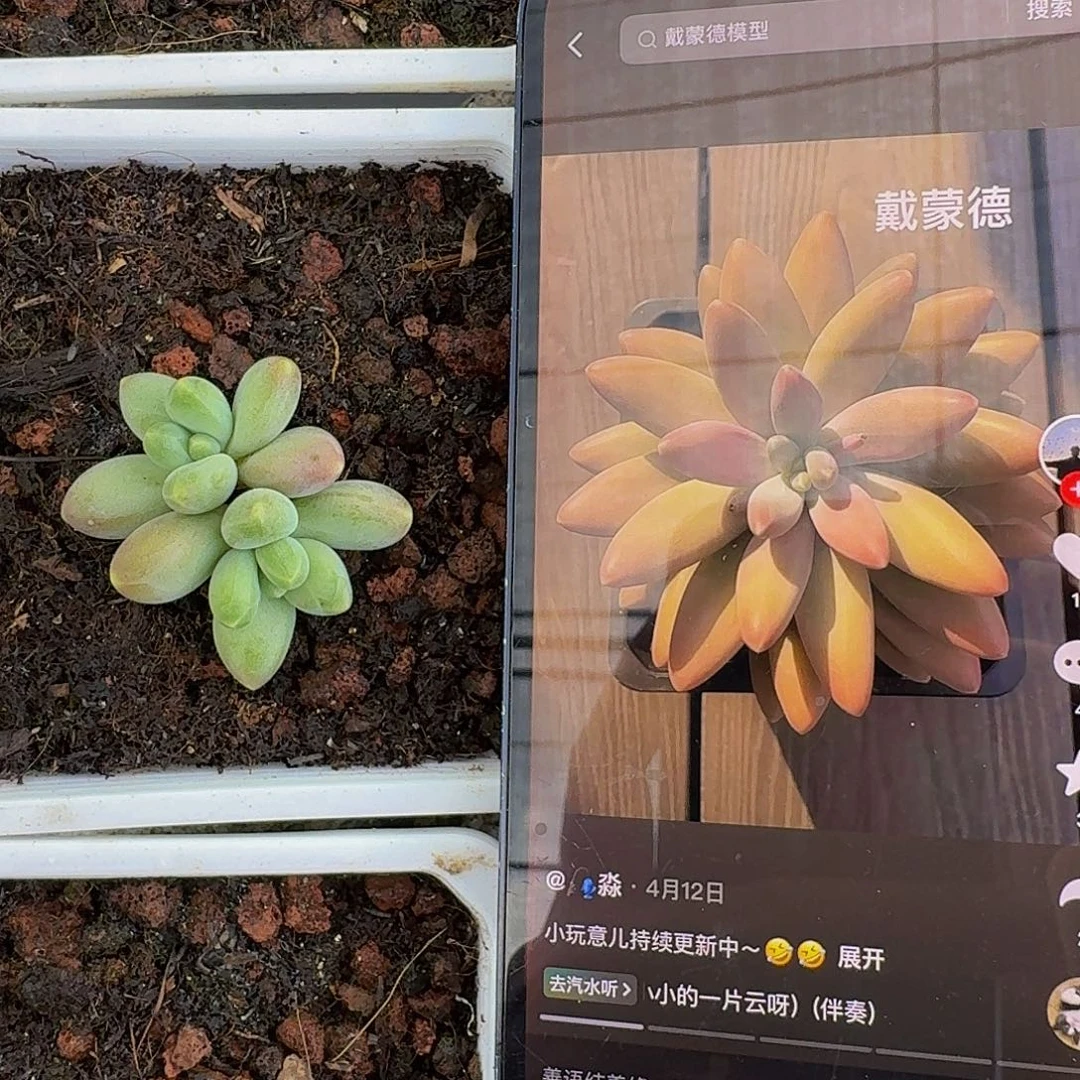 戴蒙德 双头 一物一拍