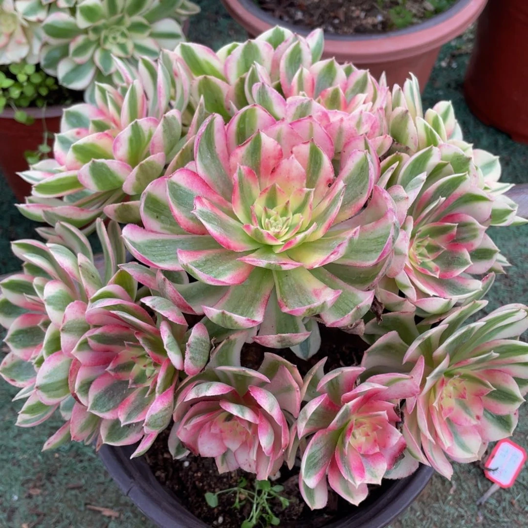 513倾城精品法师多肉