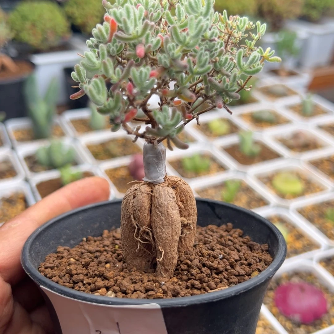12.19嫁接多肉植物组合31