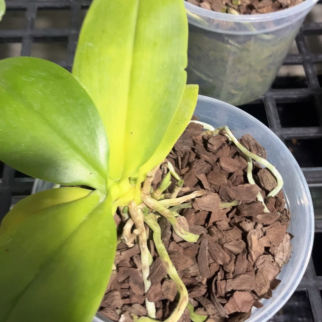 无花朵黄金国度蝴碟兰