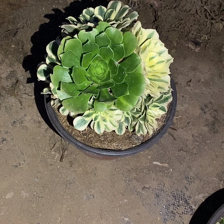 一颗包邮15块钱老客拍