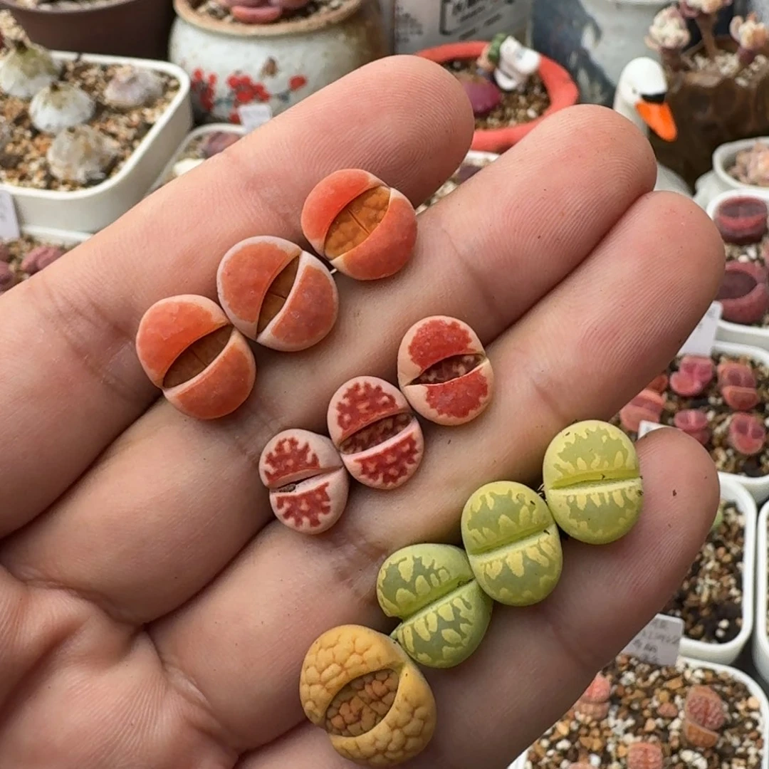 少*游F499黄绿富贵黄绿大津绘冰橙等