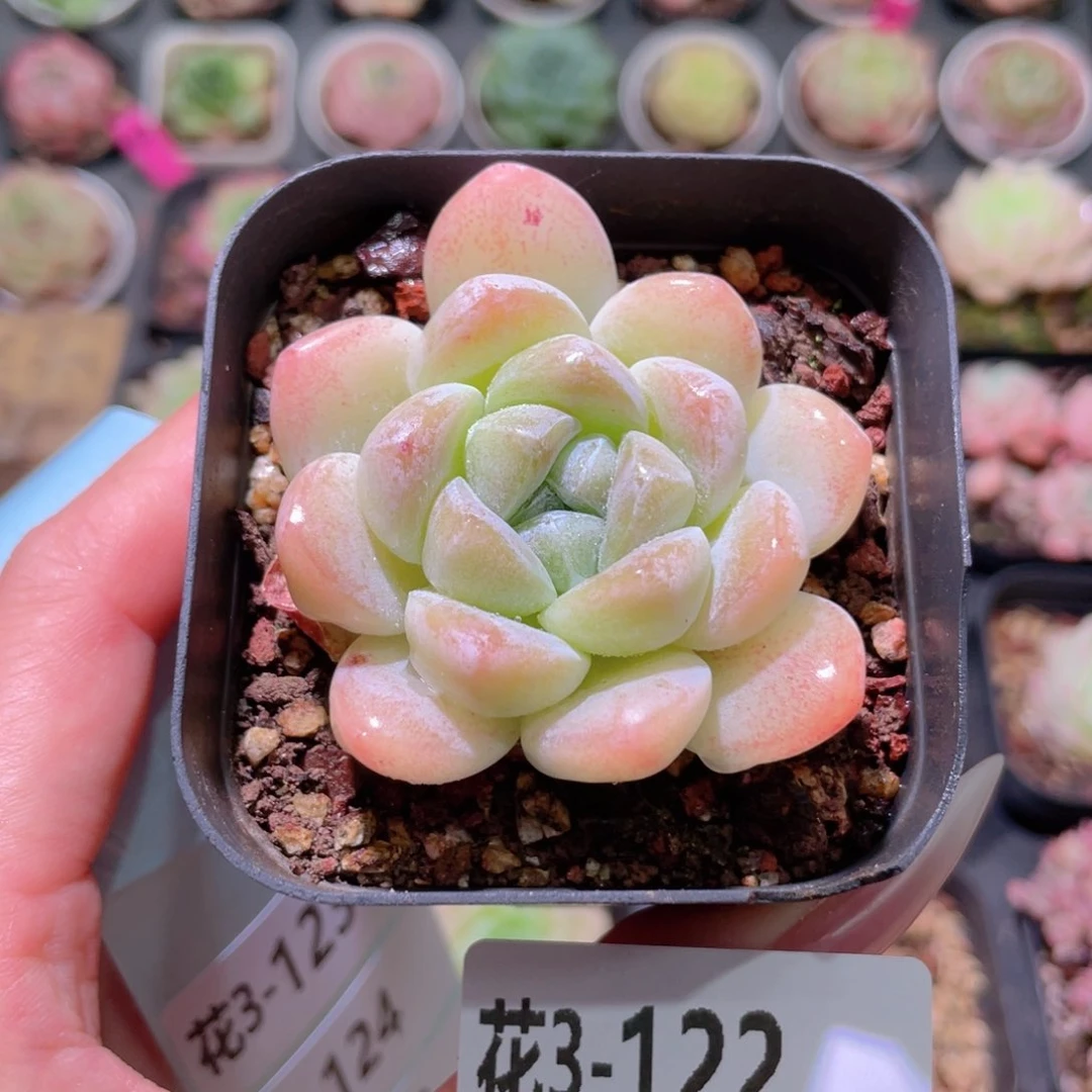 花利美3-122冰玉