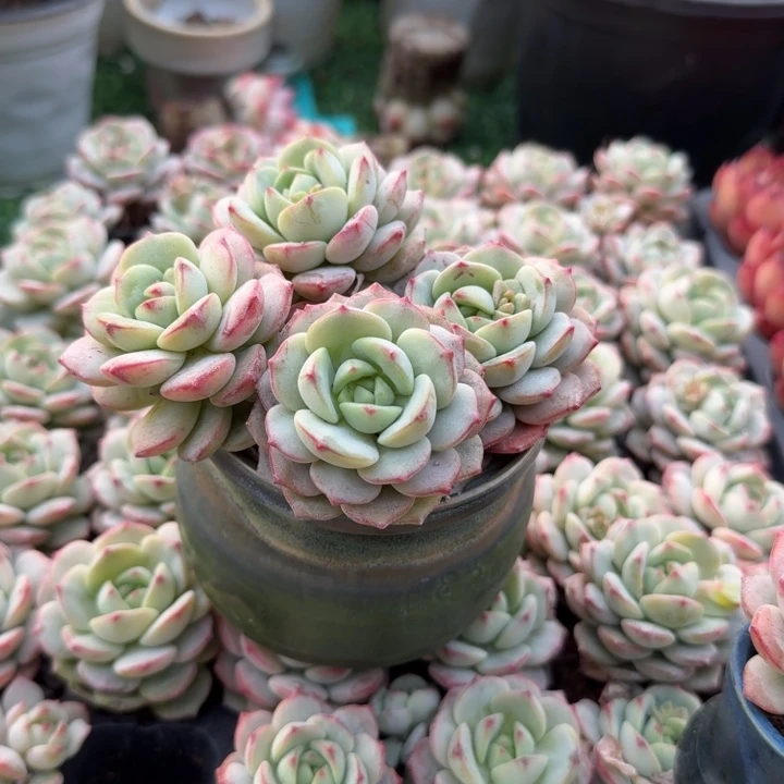 香草四颗。
