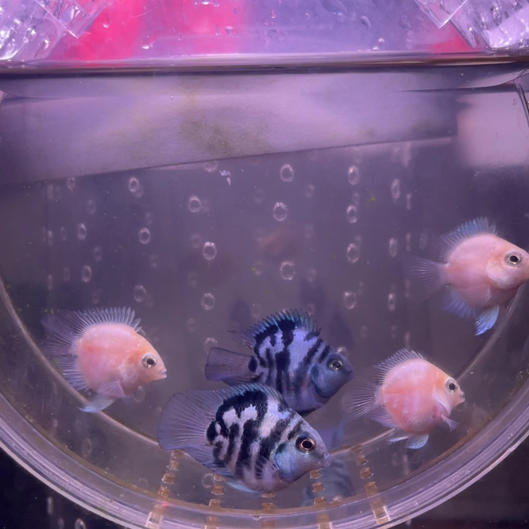 短鲷鱼白金宝蓝一组6条