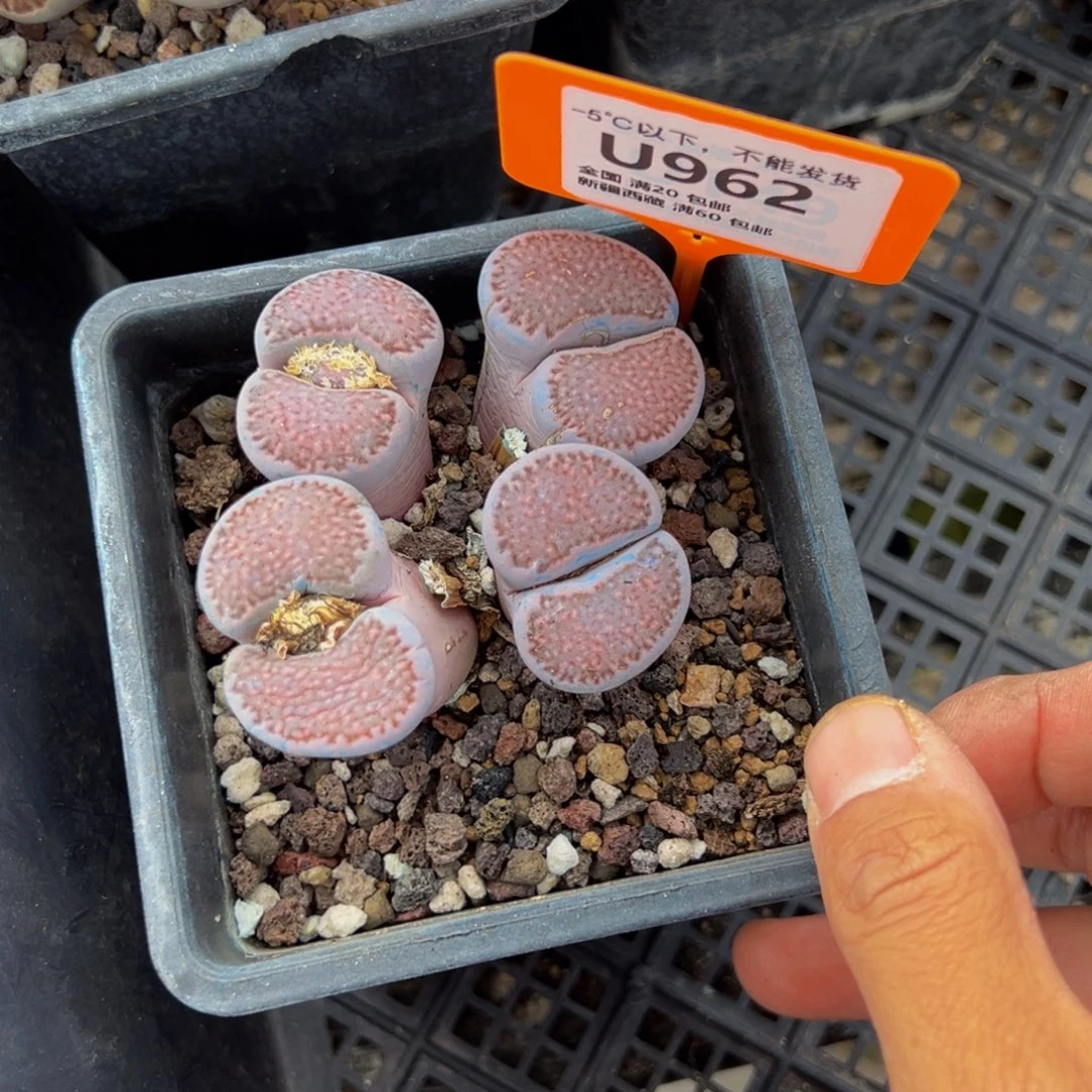 向***行962 一物一拍，默认有伤，介意勿拍，不退不换