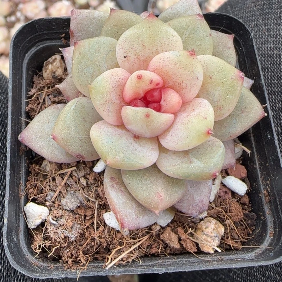 多肉小卡拉米糖心一物一拍