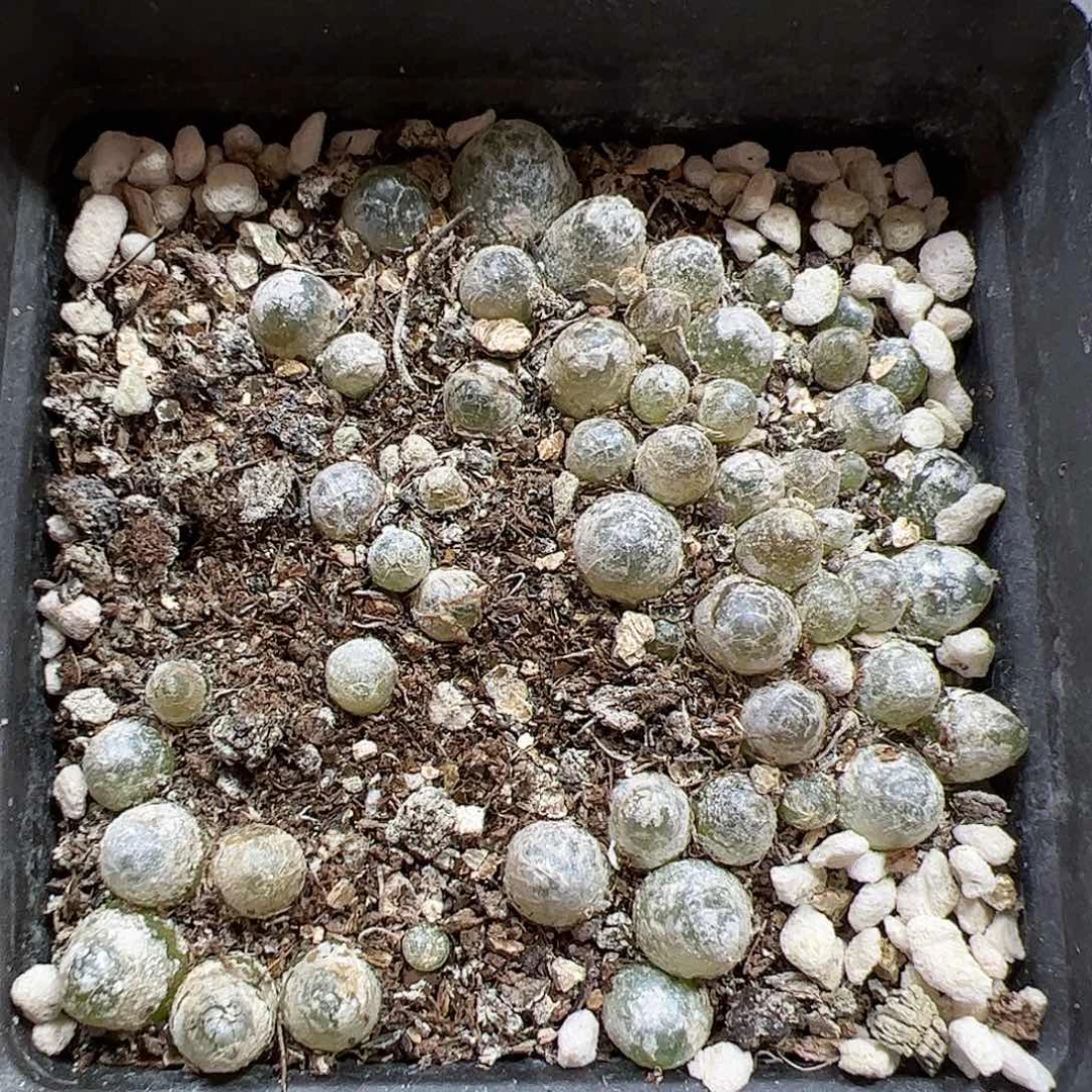 【闪购商品】111 灯泡