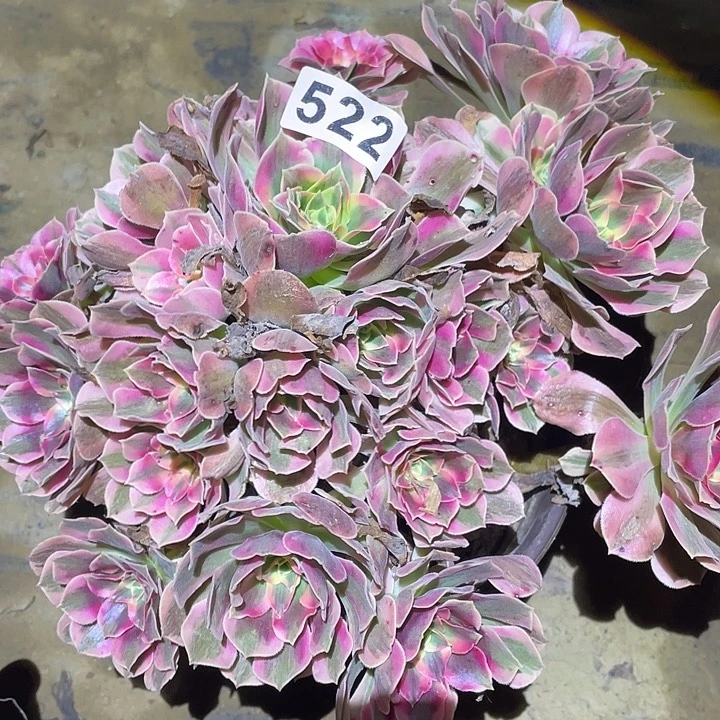 多肉植物断枝不包522分女郎