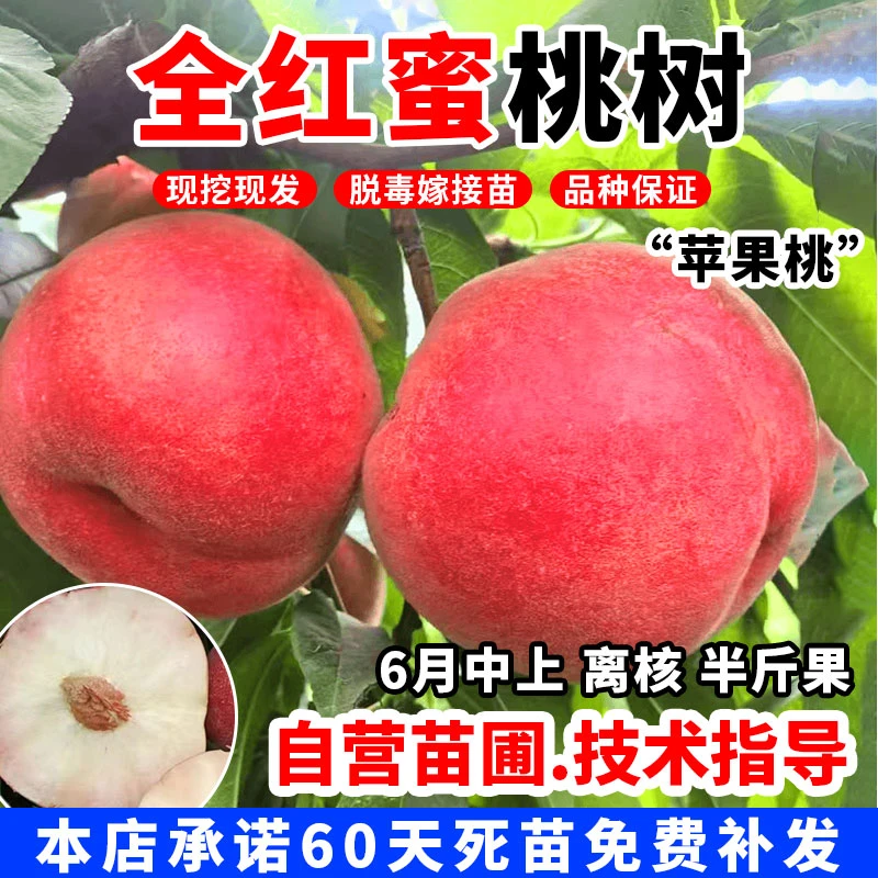 特大果型早熟全红蜜桃树苗南北方种植特大果型离核6月成熟苹果桃