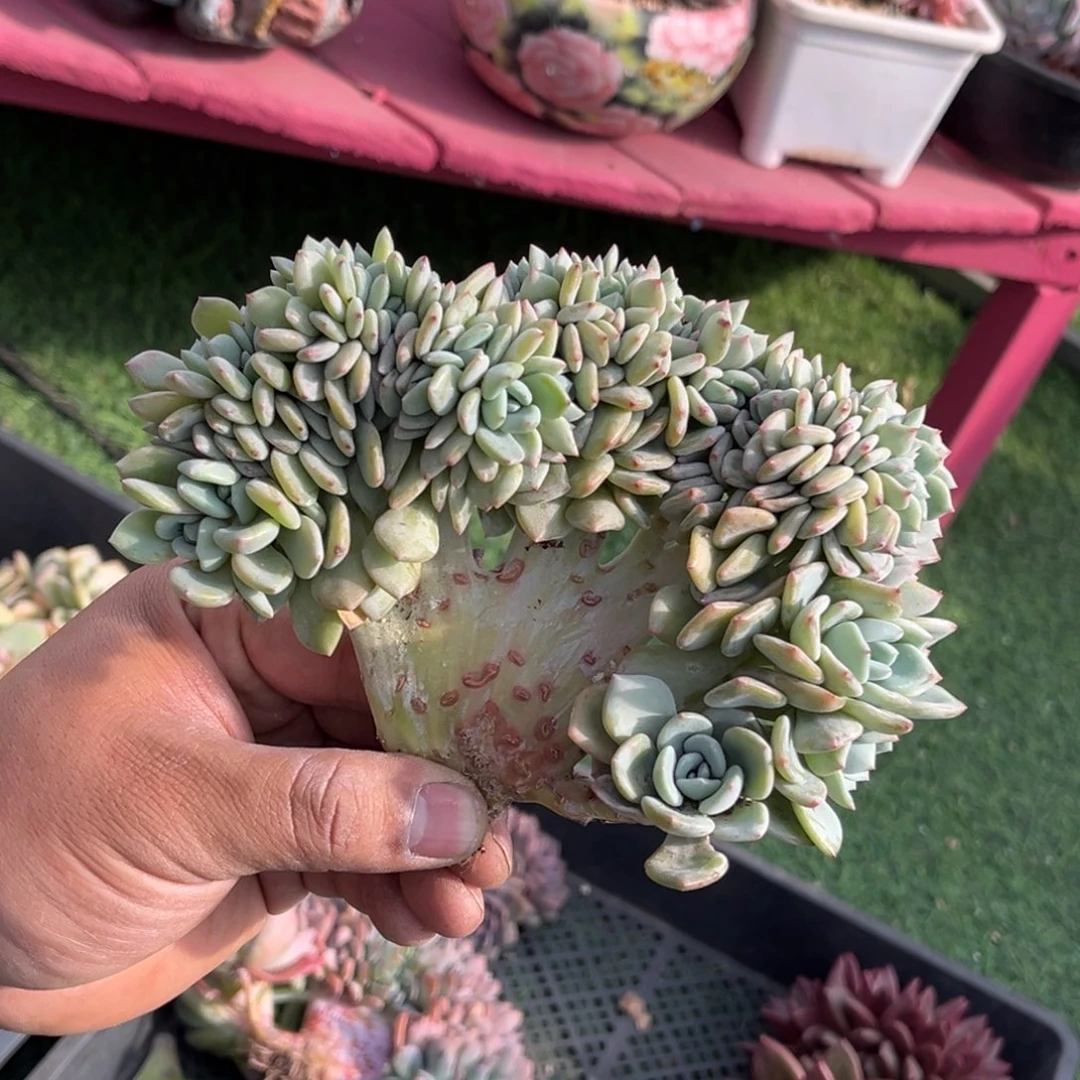 香雪海缀一物一拍