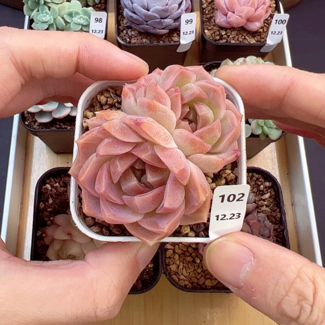 好好看102、哈哈哈哈