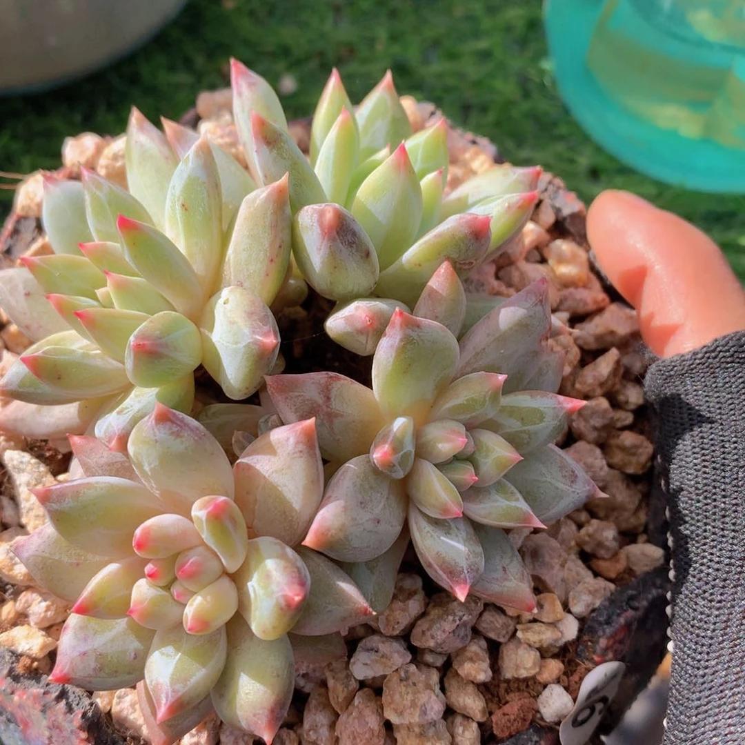 胭脂盏10 公分一物一拍