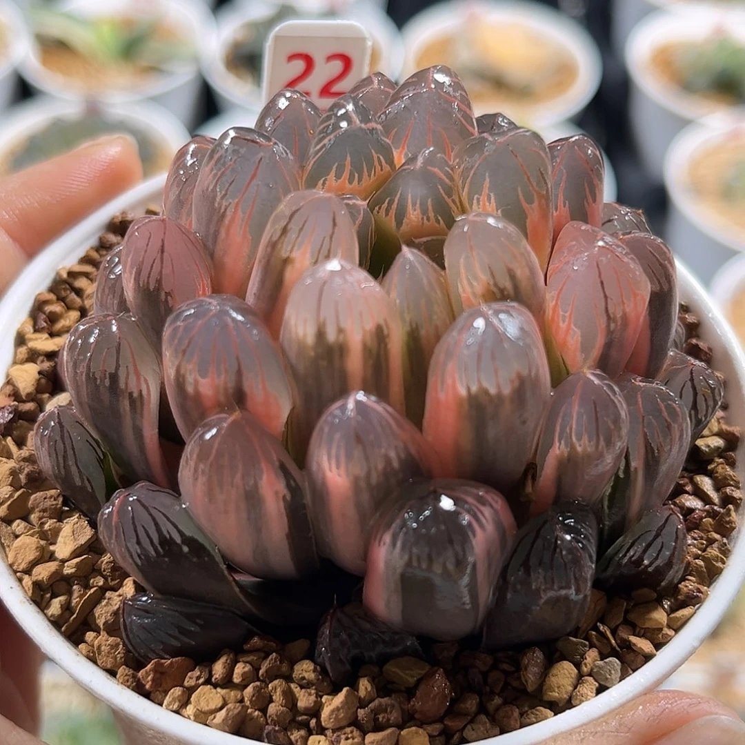 22糊斑实生玉露锦
