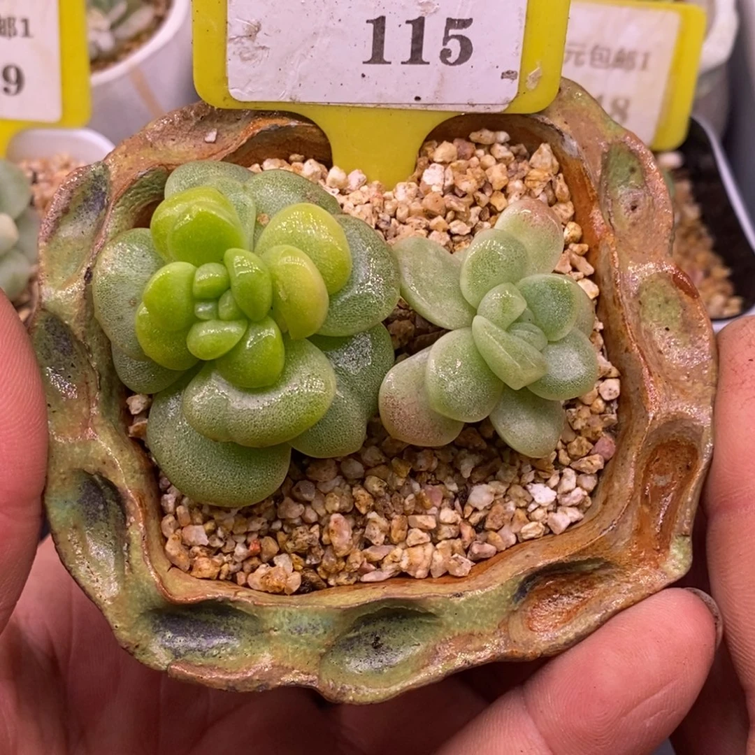 1115冰玉锦双头趴地……