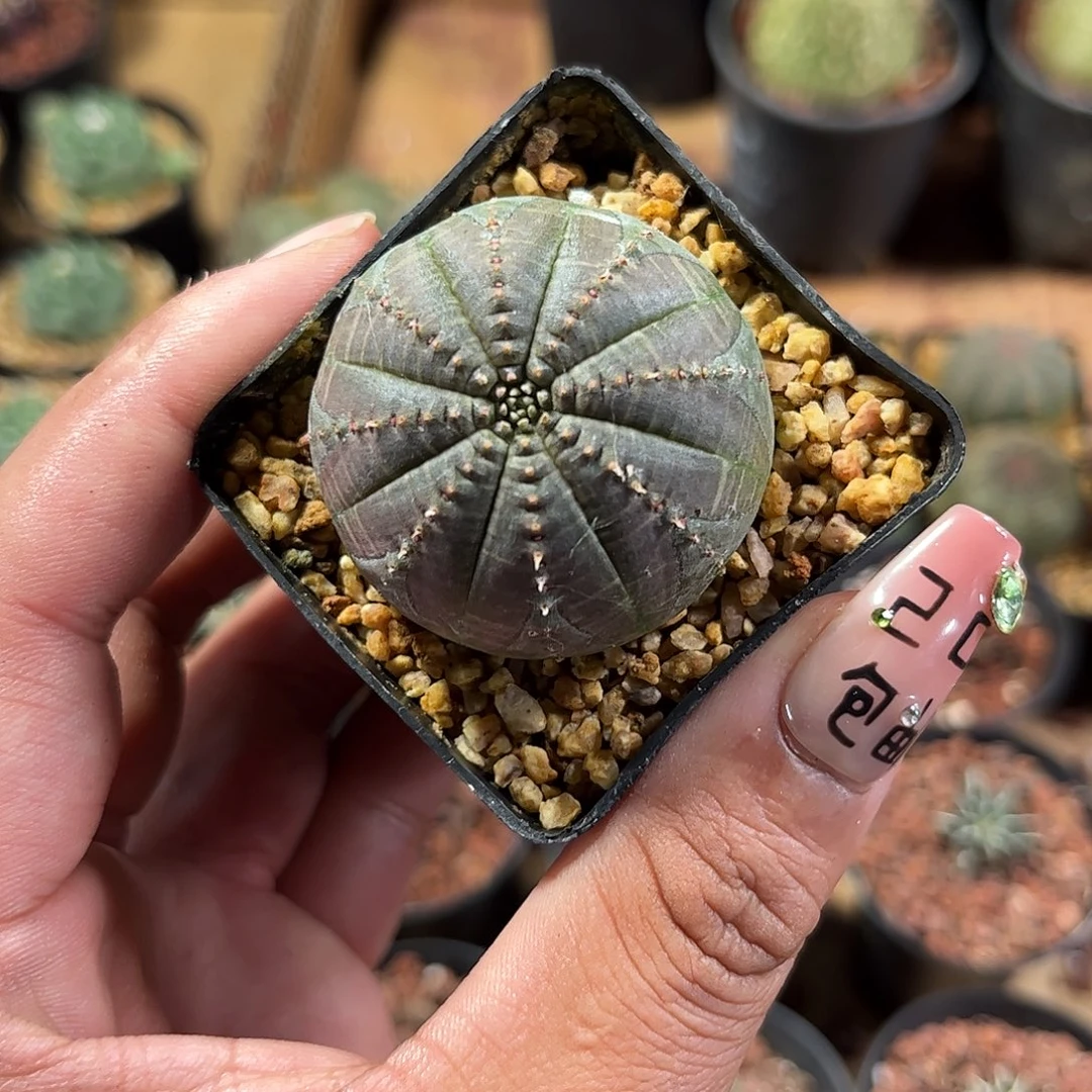 单头布纹球单头4厘米