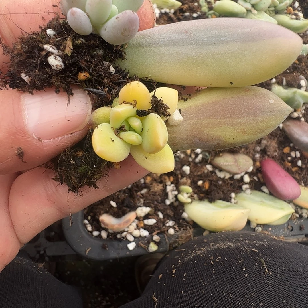 ****园多肉植物多肉植物