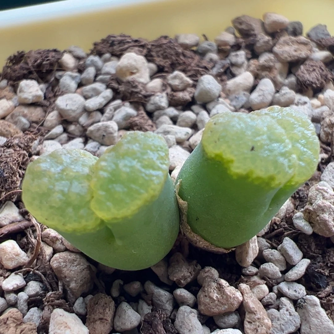 1258/青蛙1917 banke磁铁 稀有抹茶绿色。