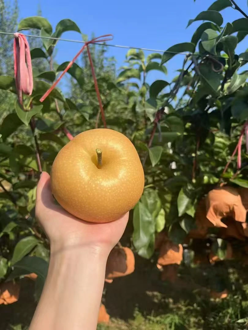 【仙桃发货】山东正宗莱阳秋月梨新鲜现摘脆甜多汁当季应季水果