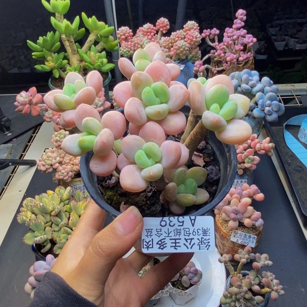 539橘子香水多肉8c m