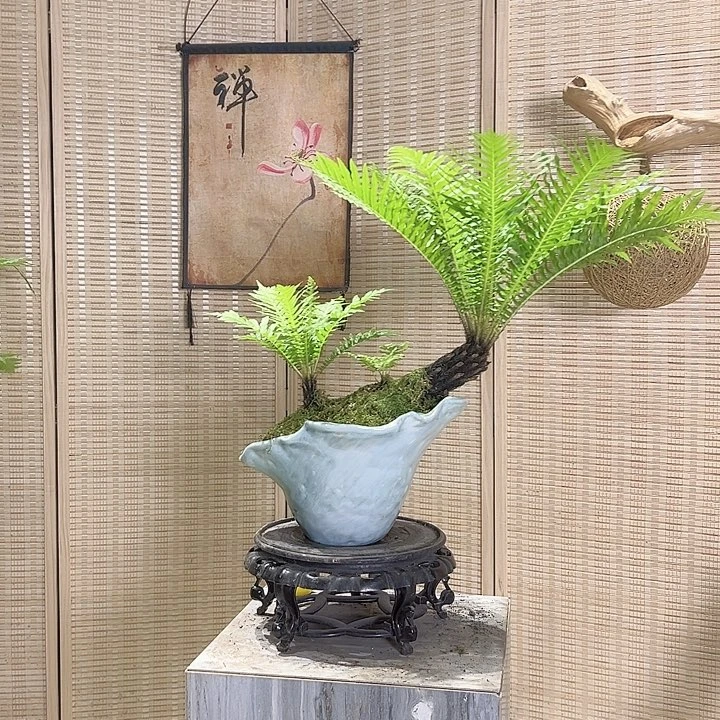 无花朵老桩富贵蕨