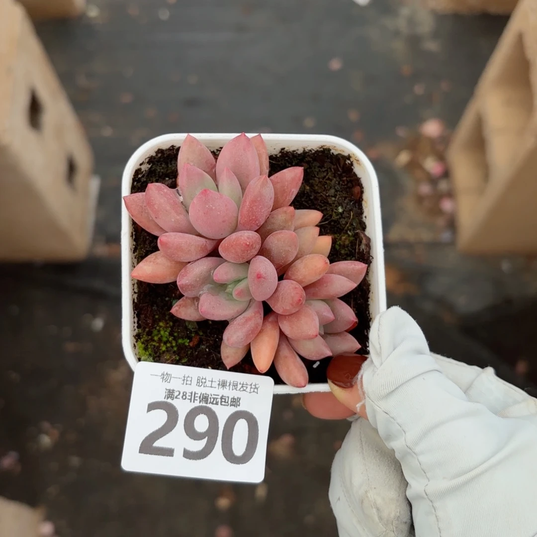 桃花源老桩无盆土发货