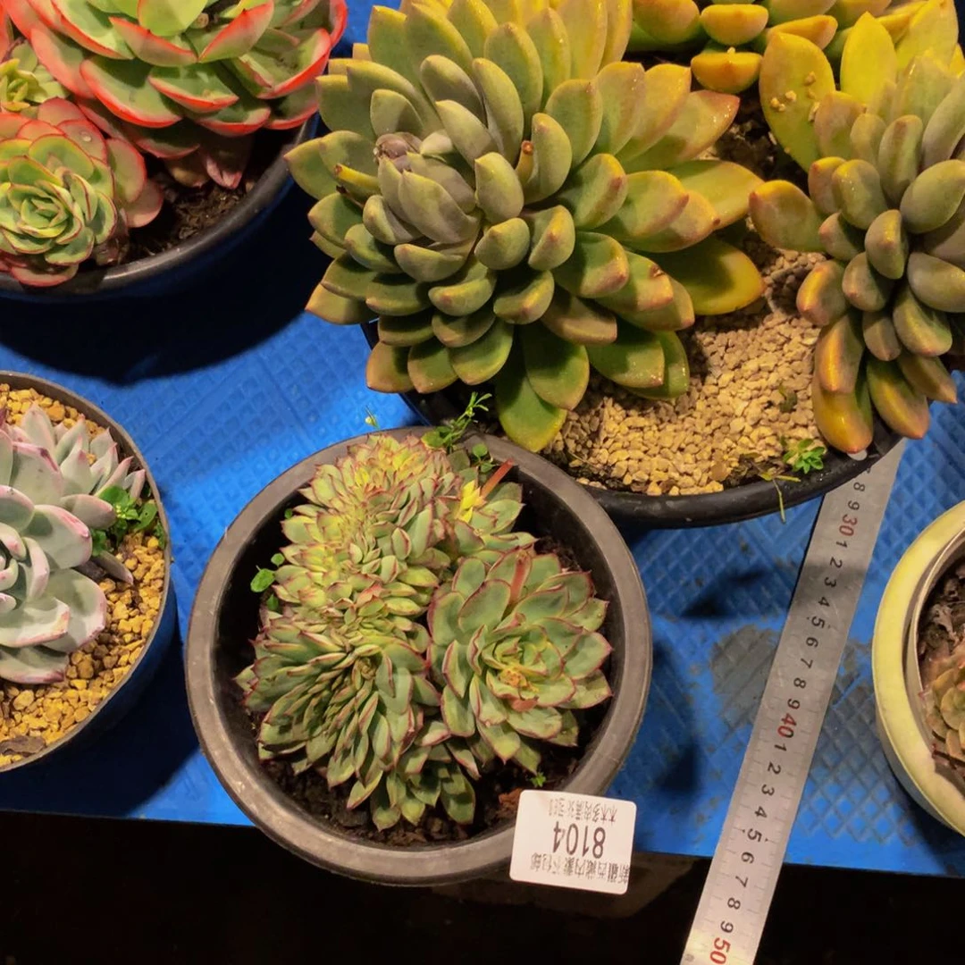 丽*梦8104月光女神缀化