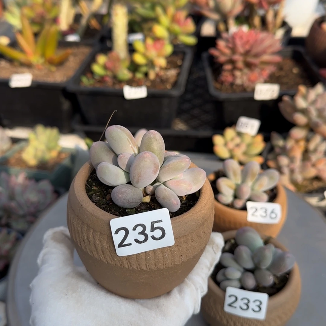 凡***下235号一物一拍一物一拍