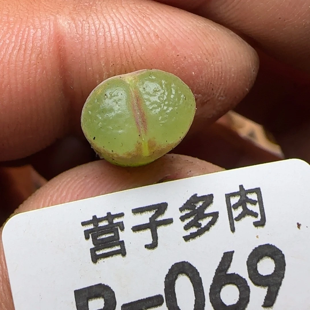 粉女。