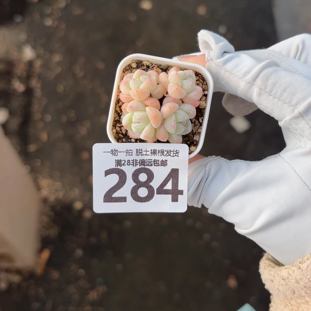 冰玉老桩带盆土发货