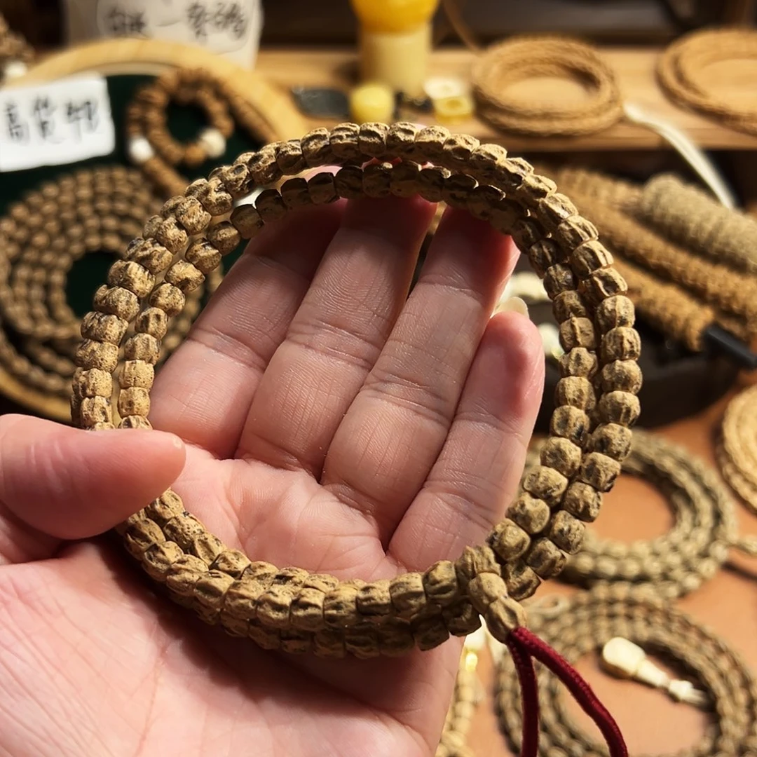 热振龙脊脏鬼柏香籽