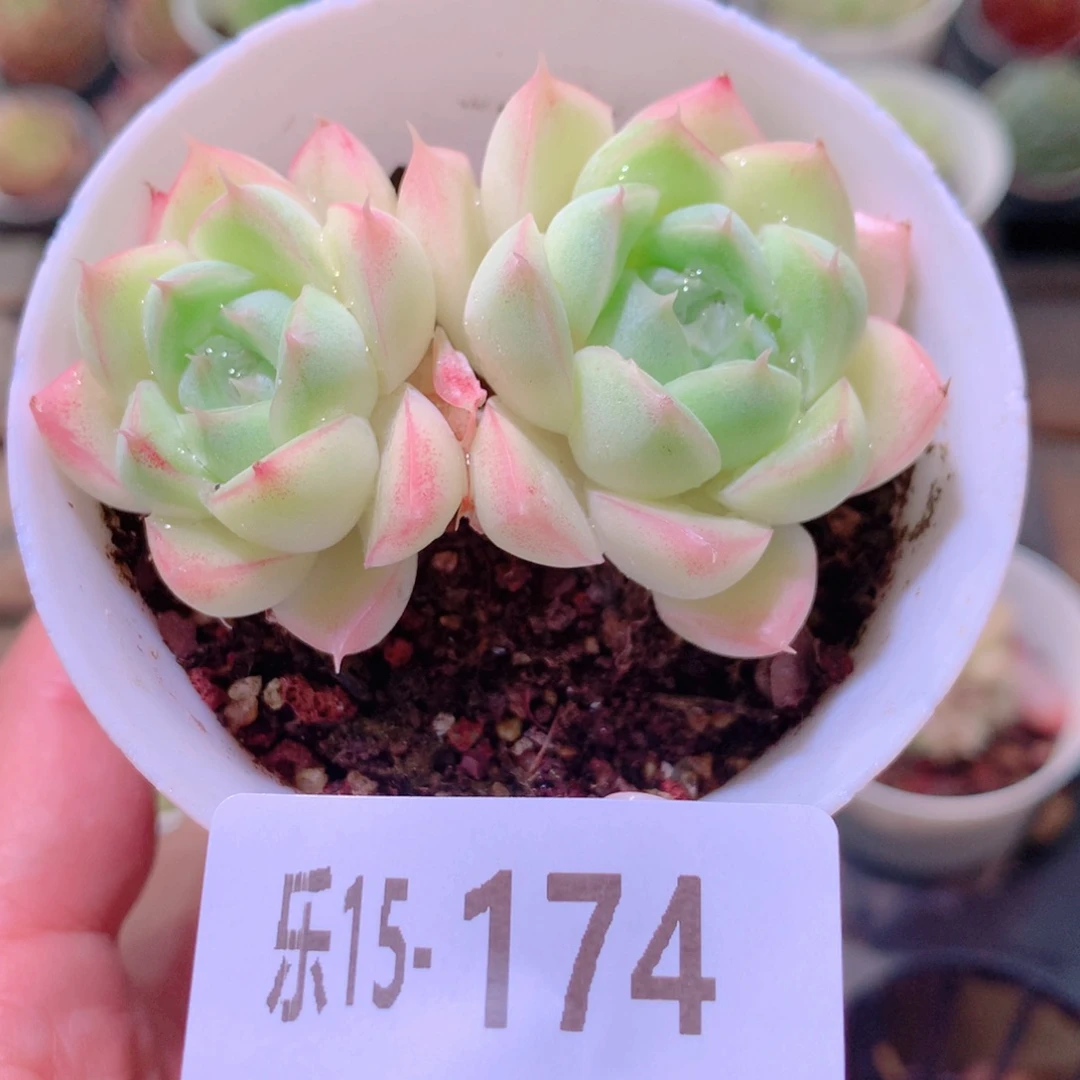 乐然15-174 麦秆双头