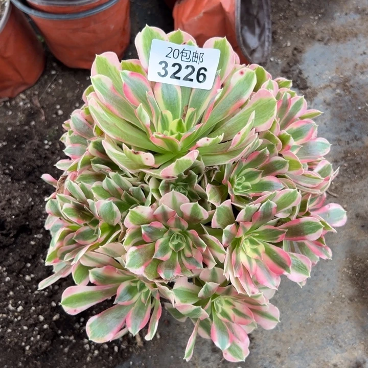 多肉植物3226种植物