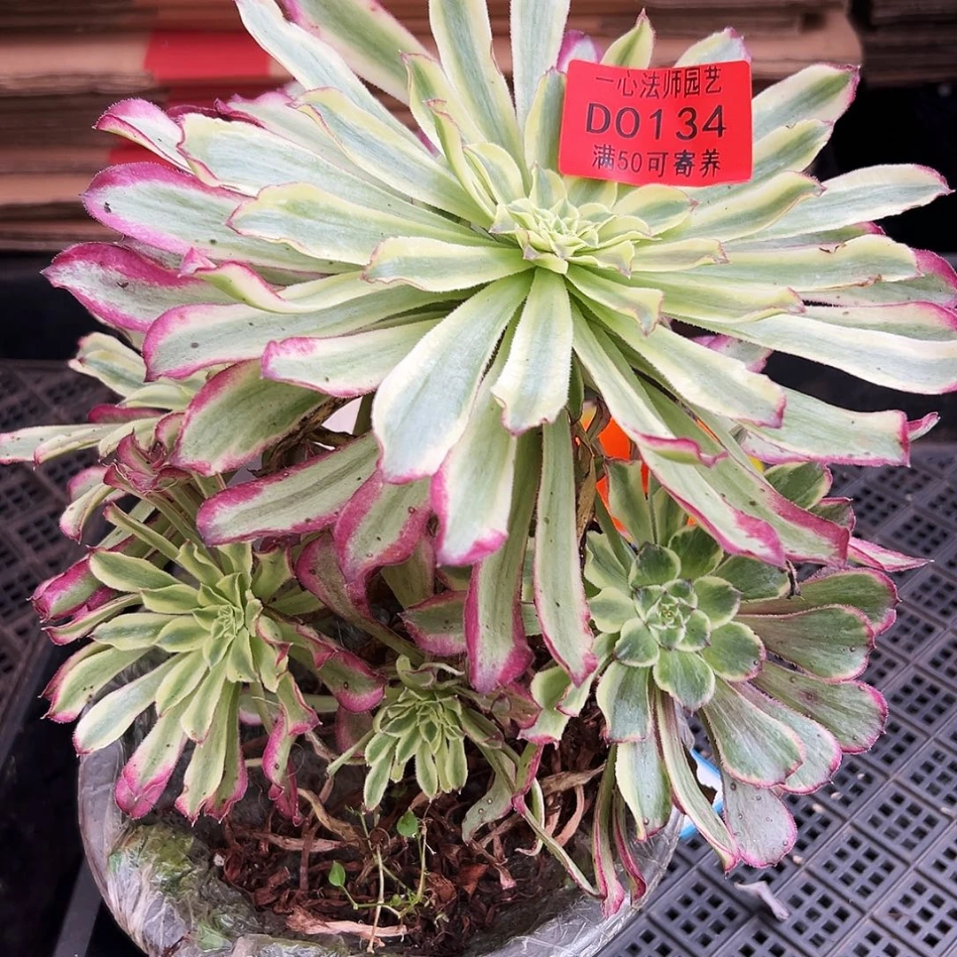 0134多肉植物仙墨