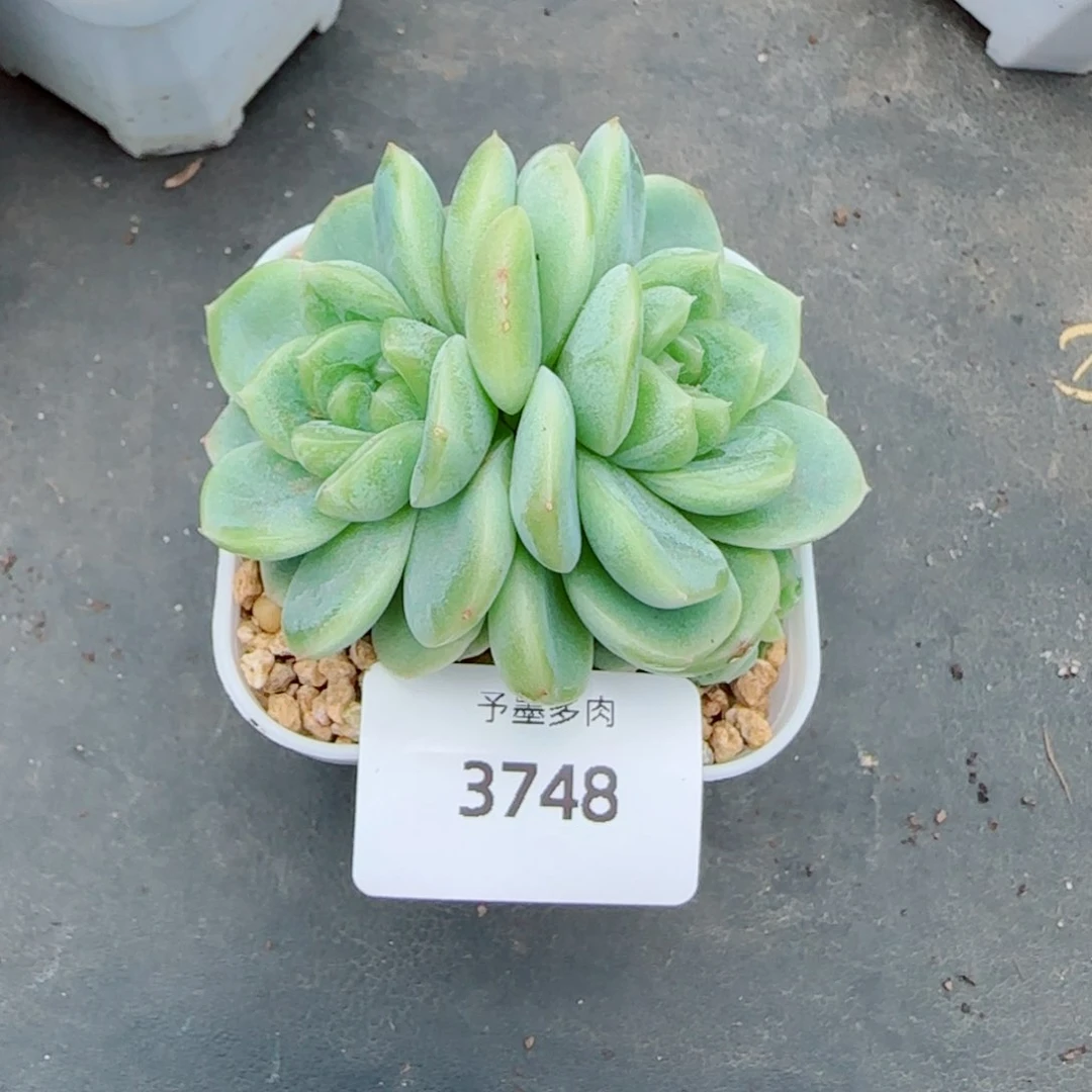 一***多黄体财富密码，3748多肉植物