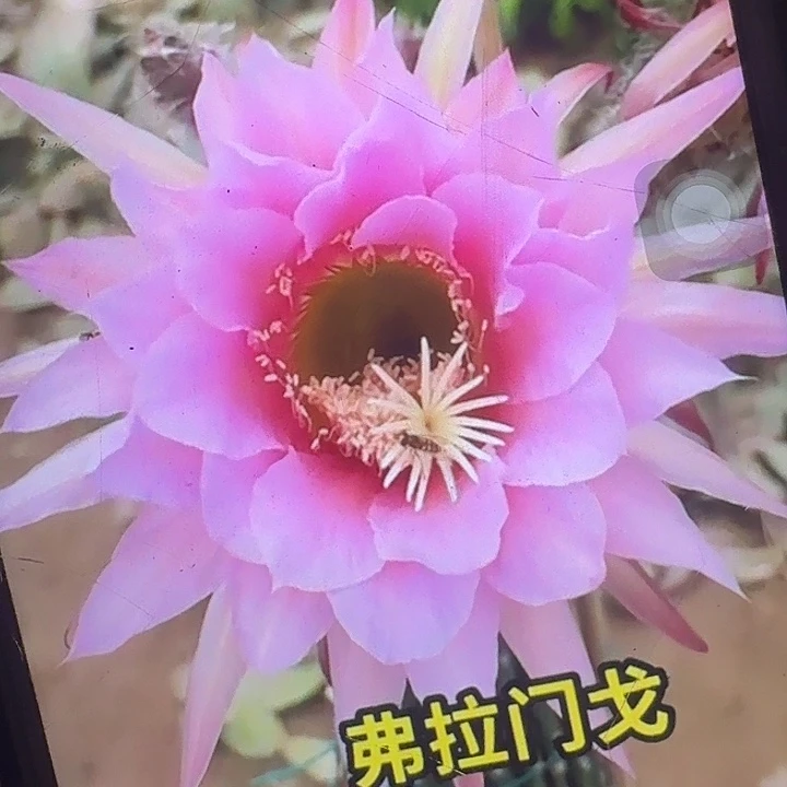 佛拉门戈根高8公分毛花柱