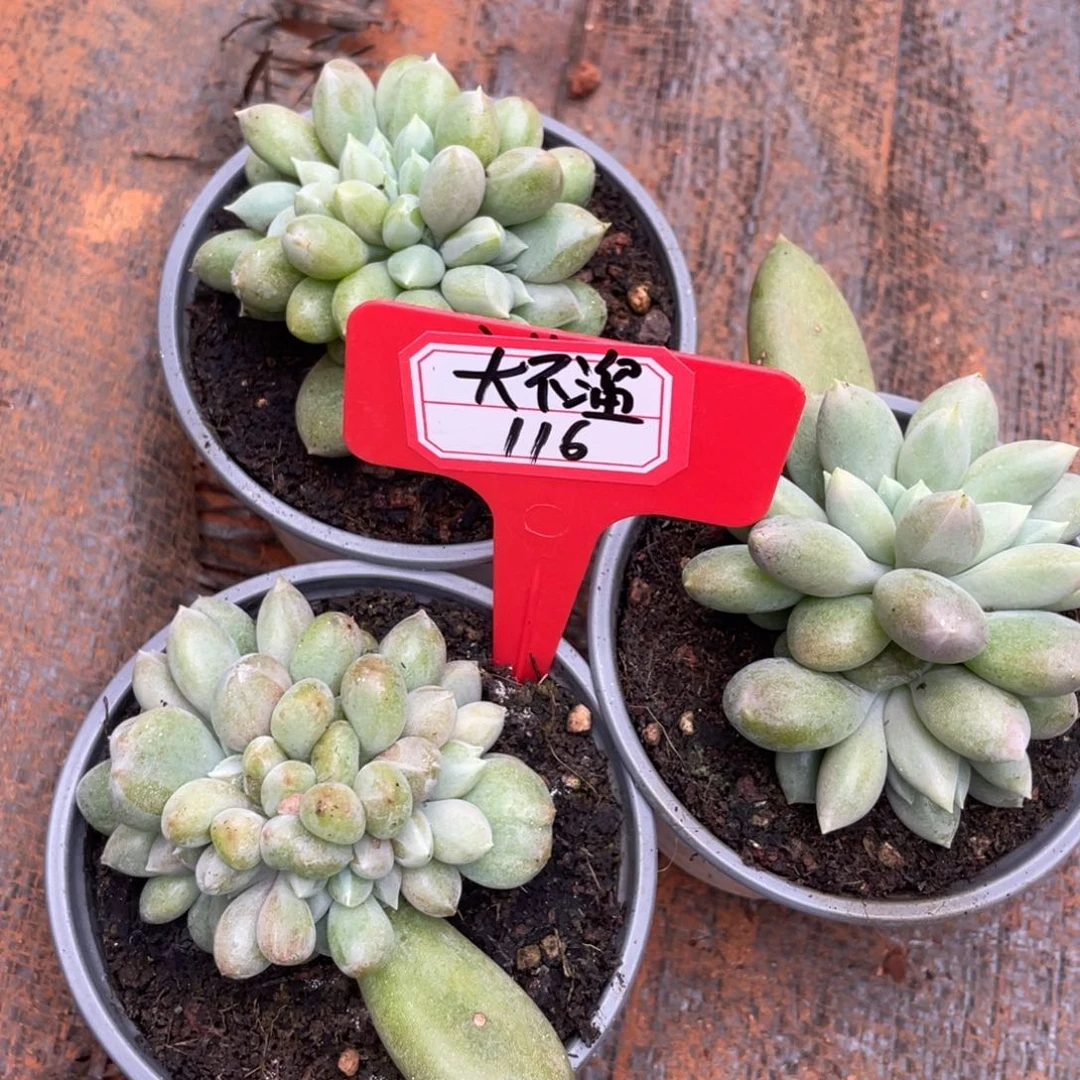 大***溜姐姐说这两种口味都会