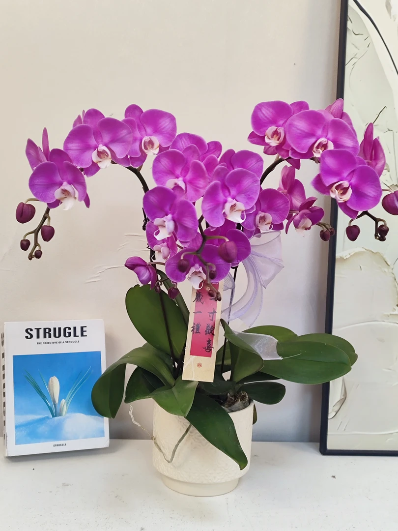 蝴蝶兰 【素心】真花 秋冬耐寒花卉 四季开花 多样性发货