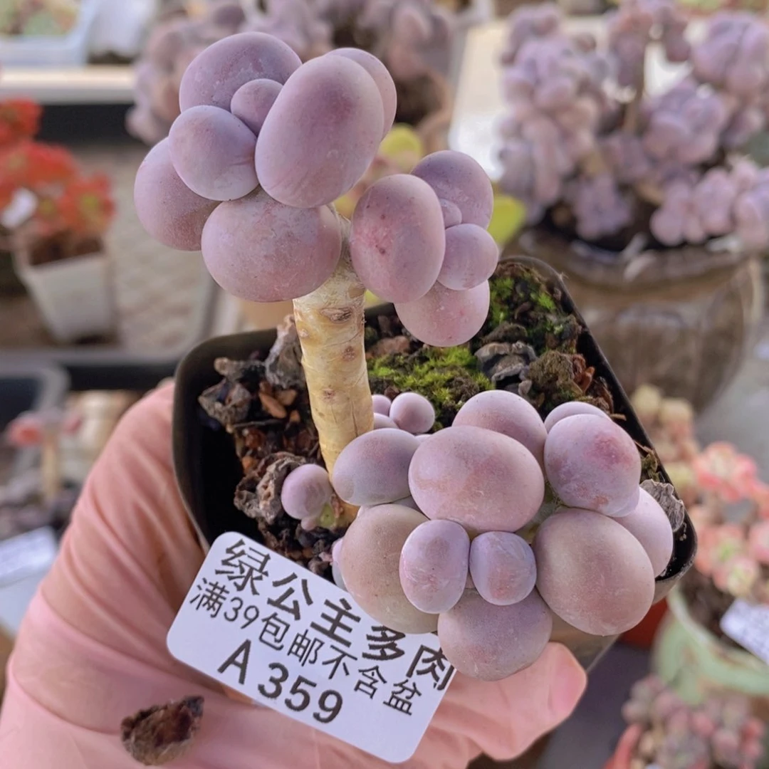 芭比奶洛359多肉植物