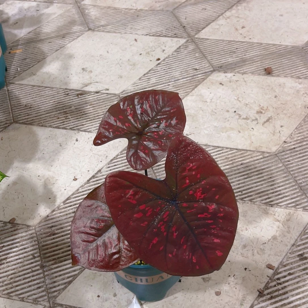 完全开放8819泰彩