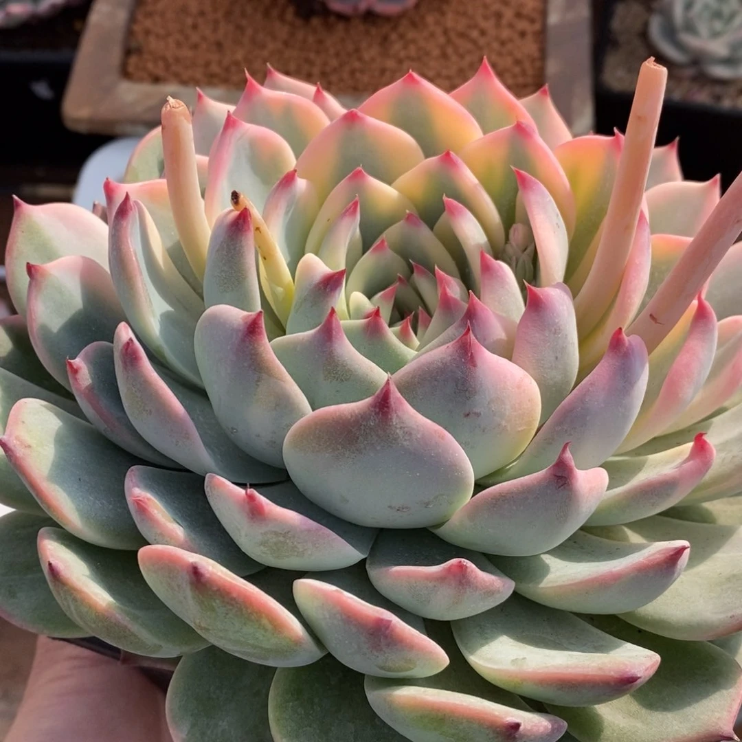 吉娃娃锦多肉植物15号