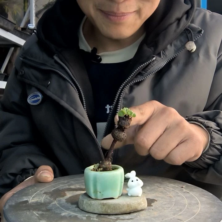 刘*小盆景小植物一物一拍122