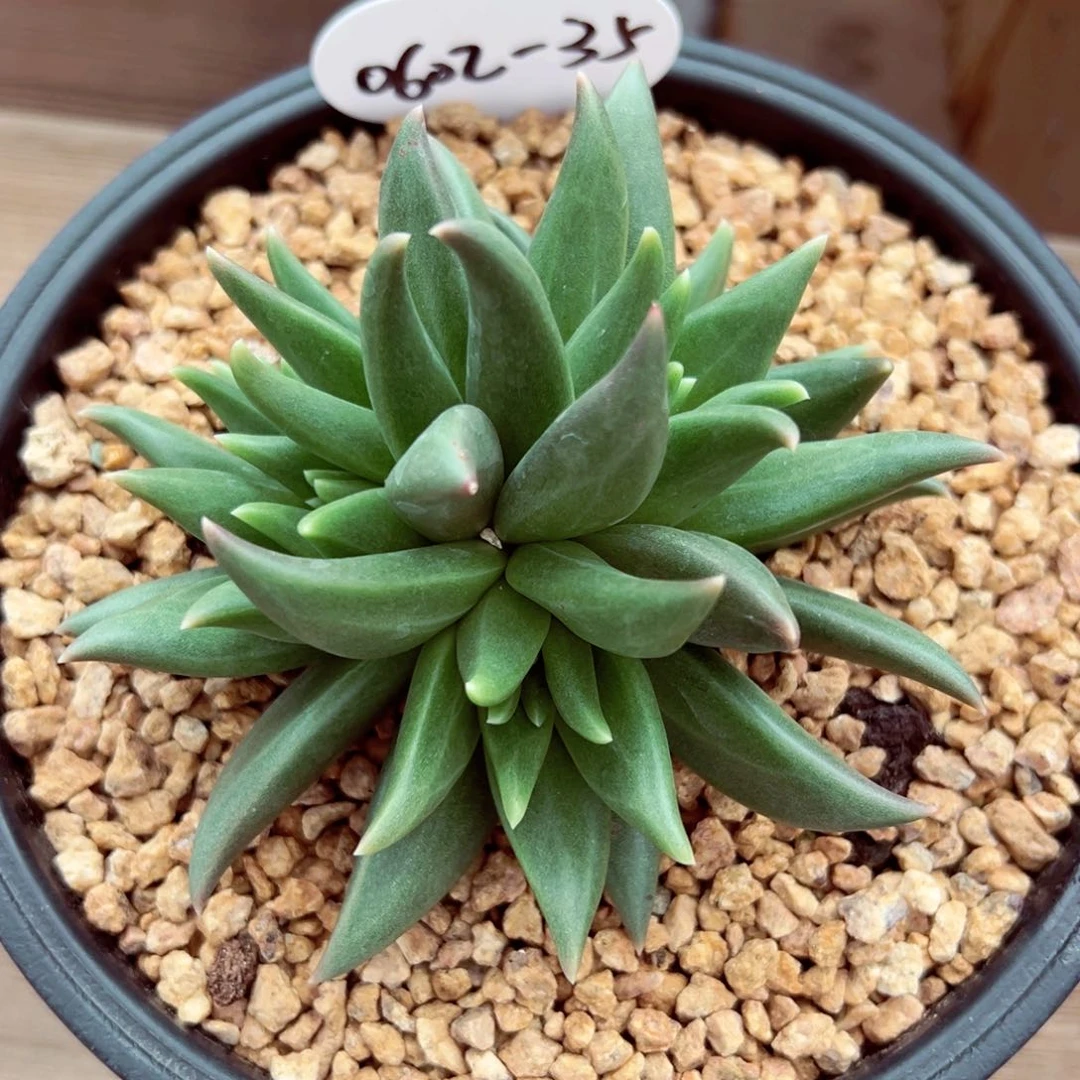 鑫****店0602-35布丁。。。