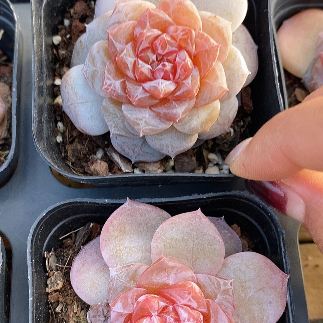 金汇园艺，梅子糖