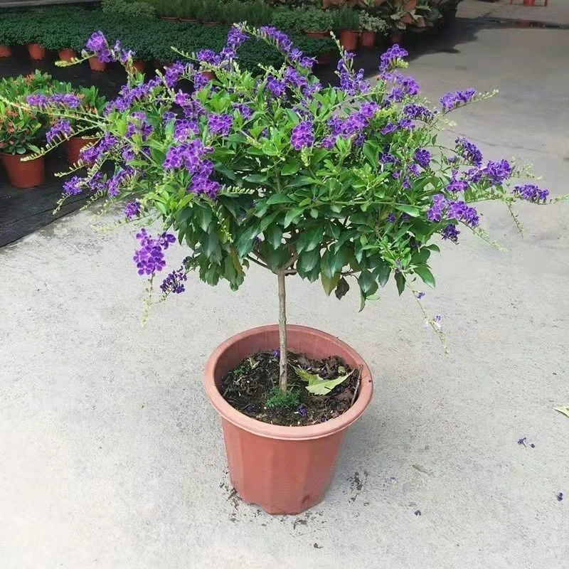 蕾丝金露花盆栽花卉巧克力台湾连翘棒棒糖植物四季阳台温暖开花勤