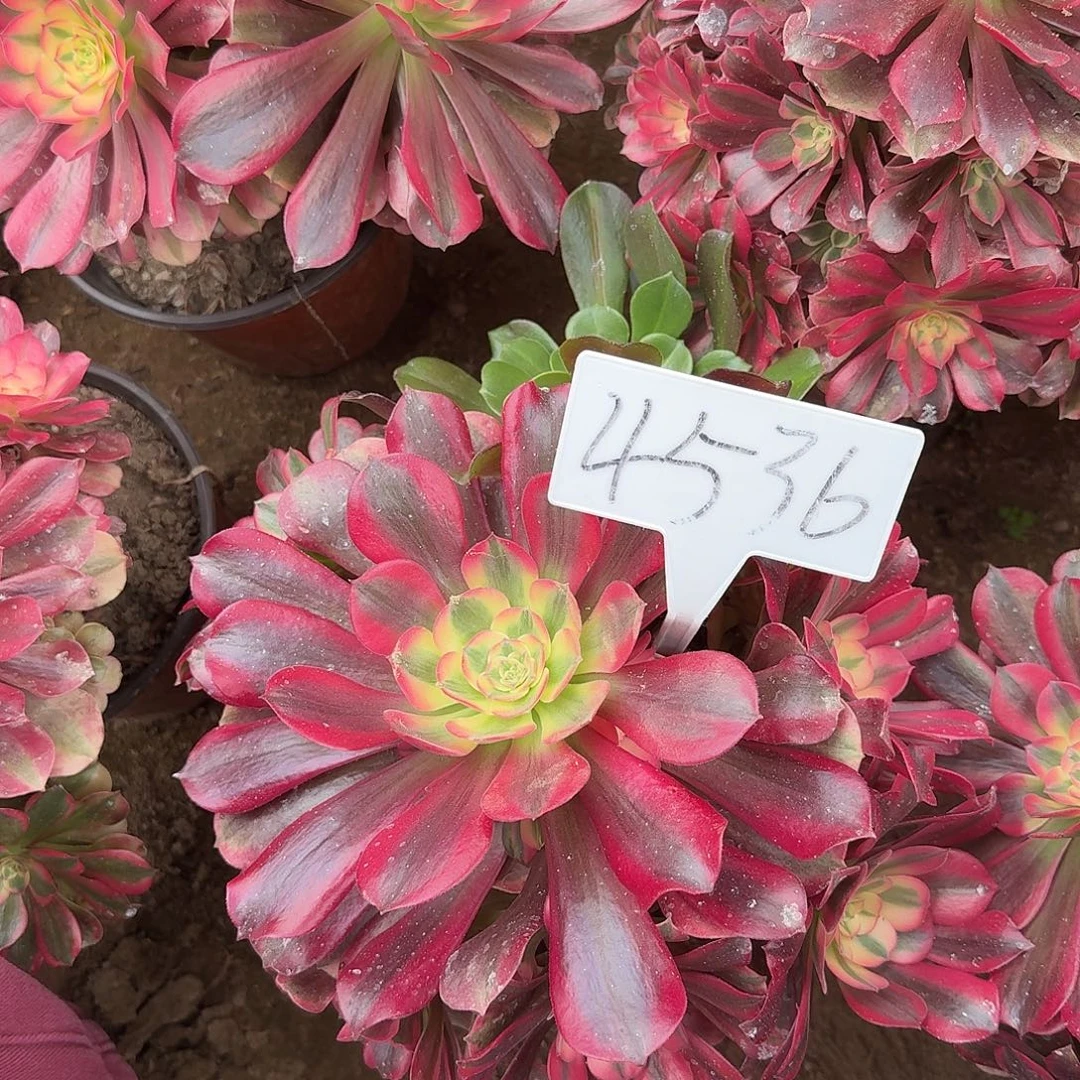 4536桃夭多肉法师多肉