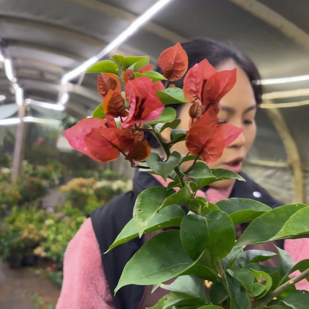 全部花苞（巧克力）三角梅会落花落叶苗有大有小