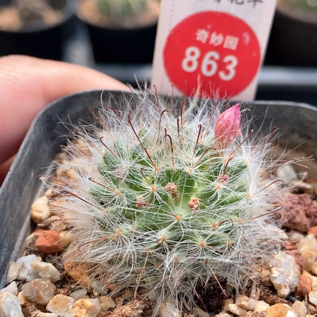 粉花白云高砂一颗仙人球